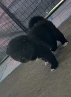 Lala, a female Akita for sale in Dunn, NC – 2 of 2