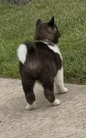 Duke , a male Akita for sale in Butner, NC – 3 of 10
