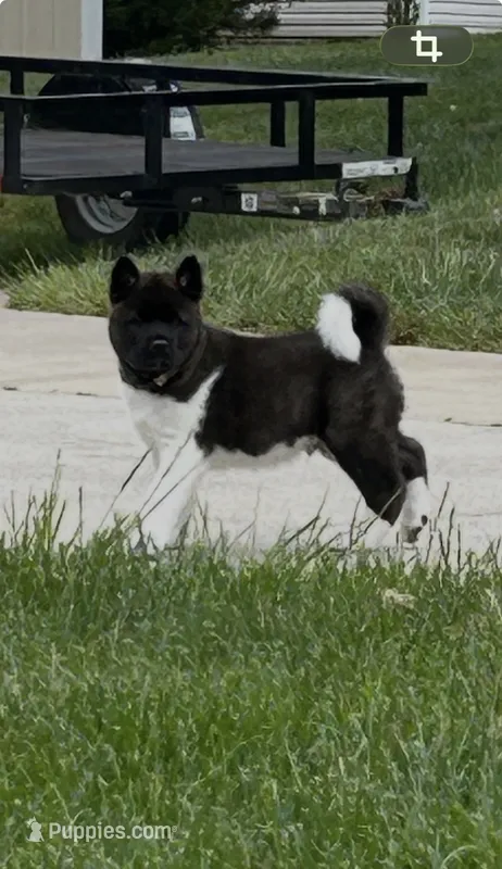 Duke  – Akita puppy for sale in Butner, NC