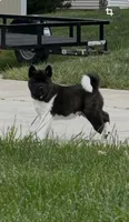 Duke , a male Akita for sale in Butner, NC – 1 of 10