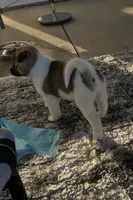 Sasha, a female Akita for sale in Dunn, NC – 3 of 6
