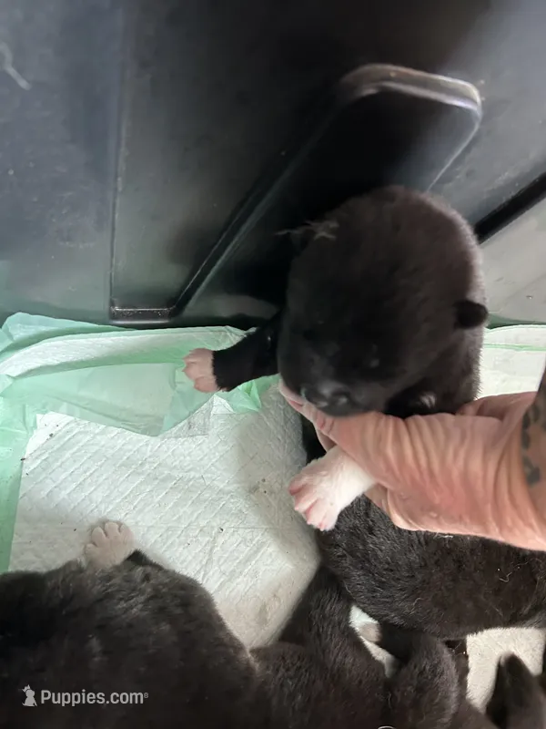 Star – Akita puppy for sale in Dunn, NC
