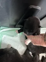 Star, a female Akita for sale in Dunn, NC – 1 of 1