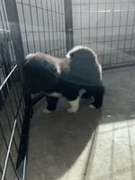 Benny , a male Akita for sale in Dunn, NC – 3 of 3