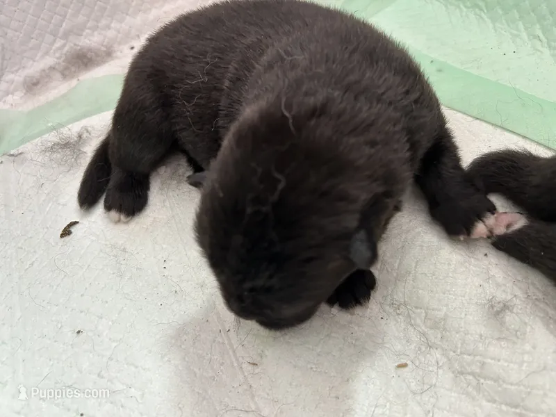 Taz  – Akita puppy for sale in Dunn, NC