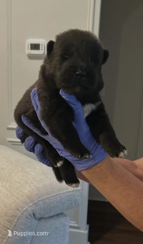 Taz – Akita puppy for sale in Dunn, NC