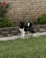 Duke , a male Akita for sale in Butner, NC – 6 of 10
