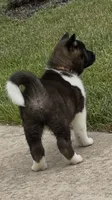 Duke , a male Akita for sale in Butner, NC – 4 of 10