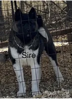 Junior, a male Akita for sale in Butner, NC – Photo 3 of 4