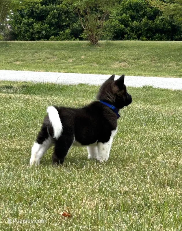 Junior – Akita puppy for sale in Butner, NC