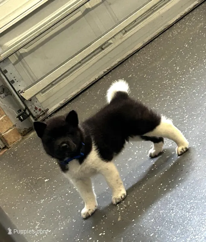 Junior – Akita puppy for sale in Butner, NC