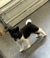 Junior, a male Akita for sale in Butner, NC – Photo 1 of 4