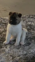 Sasha, a female Akita for sale in Dunn, NC – 4 of 6