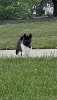Duke , a male Akita for sale in Butner, NC – 2 of 10