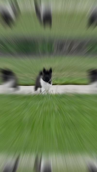 Duke , a male Akita for sale in Butner, NC – 7 of 10