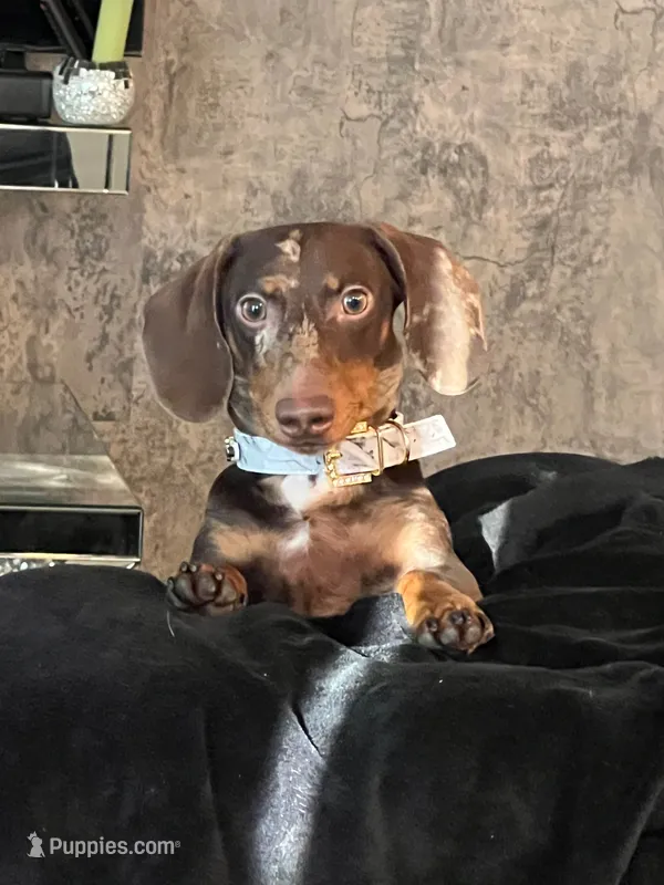 RENZO💛❤️, a male Miniature Dachshund for sale in Orlando, FL – 1 of 6