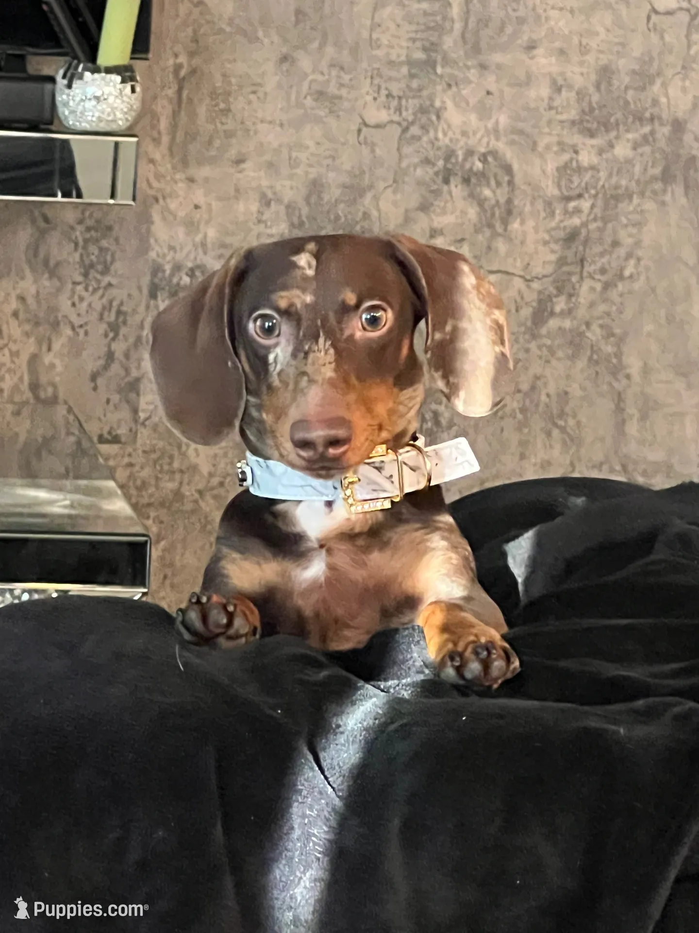 RENZO💛❤️, a male Miniature Dachshund for sale in Orlando, FL – 1 of 6