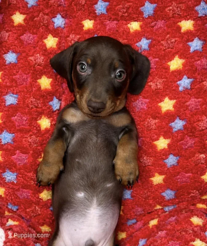 ROMEO❤️PUREBRED , a male Miniature Dachshund for sale in Orlando, FL – Photo 1 of 6