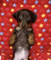ROMEO❤️PUREBRED , a male Miniature Dachshund for sale in Orlando, FL – Photo 1 of 6