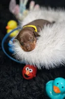 ROMEO, a male Miniature Dachshund for sale in Orlando, FL – Photo 3 of 3