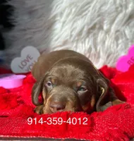 ROMEO, a male Miniature Dachshund for sale in Orlando, FL – Photo 2 of 3