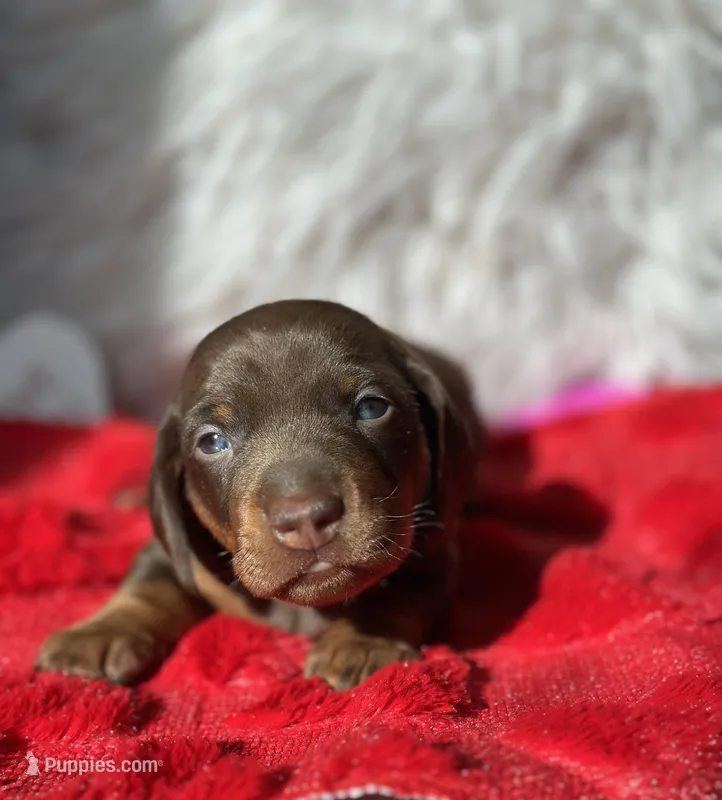 ROMEO – Miniature Dachshund puppy for sale in Orlando, FL