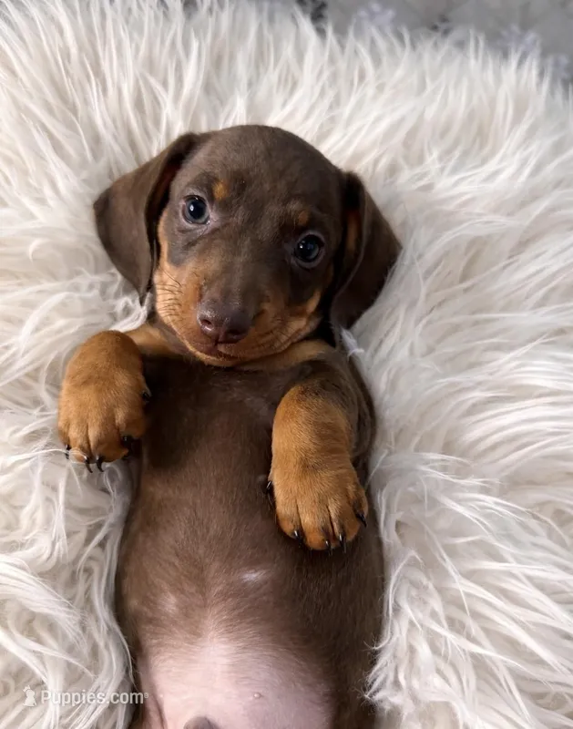 ROMEO – Miniature Dachshund puppy for sale in Orlando, FL