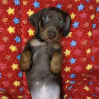 ROMEO❤️PUREBRED , a male Miniature Dachshund for sale in Orlando, FL – Photo 2 of 6