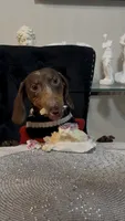 RENZO💛❤️, a male Miniature Dachshund for sale in Orlando, FL – 2 of 6