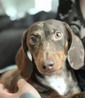 RENZO💛❤️, a male Miniature Dachshund for sale in Orlando, FL – 5 of 6