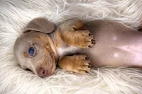 VALENTINO, a male Miniature Dachshund for sale in Orlando, FL – Photo 2 of 6