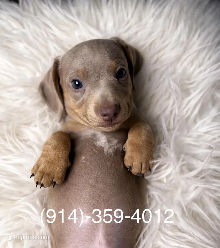 VALENTINO – Miniature Dachshund puppy for sale in Orlando, FL