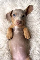 VALENTINO, a male Miniature Dachshund for sale in Orlando, FL – Photo 3 of 6