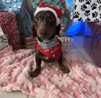 RENZO💛❤️, a male Miniature Dachshund for sale in Orlando, FL – 3 of 6