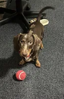 RENZO💛❤️, a male Miniature Dachshund for sale in Orlando, FL – 6 of 6