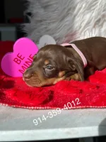 RUBY, a female Miniature Dachshund for sale in Orlando, FL – Photo 2 of 3