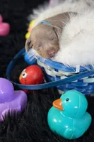 TEDDY, a male Miniature Dachshund for sale in Orlando, FL – Photo 3 of 3