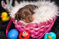 RUBY, a female Miniature Dachshund for sale in Orlando, FL – Photo 3 of 3