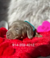 TEDDY, a male Miniature Dachshund for sale in Orlando, FL – Photo 2 of 3