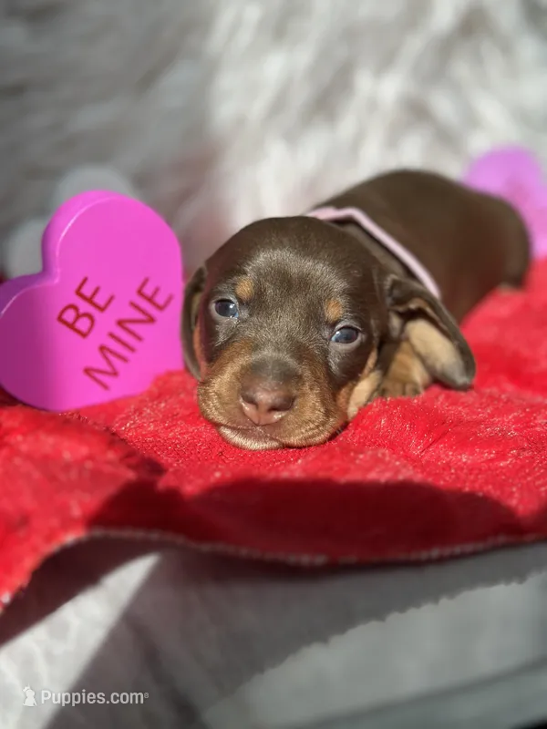 RUBY – Miniature Dachshund puppy for sale in Orlando, FL