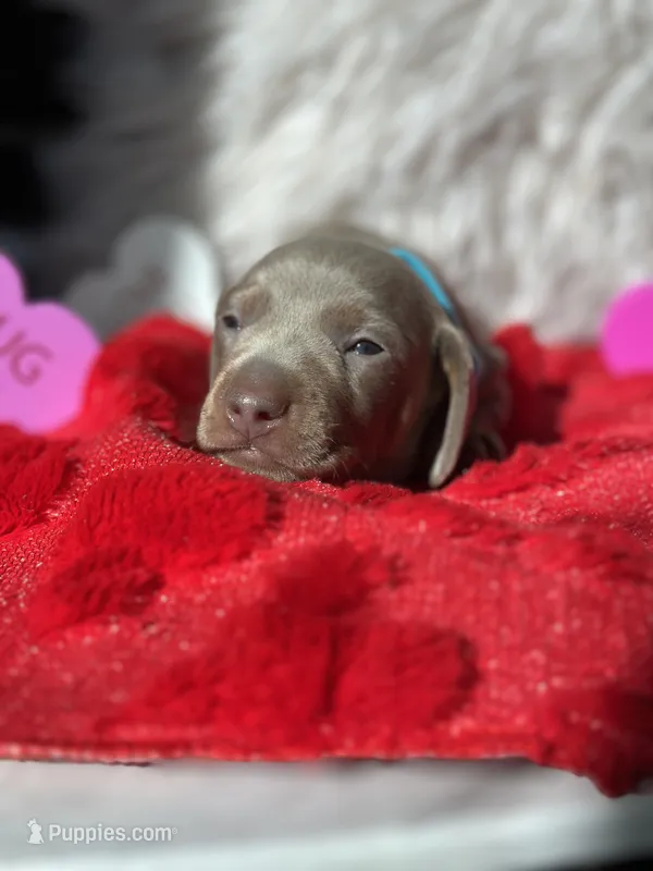 TEDDY – Miniature Dachshund puppy for sale in Orlando, FL