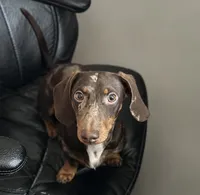 RENZO💛❤️, a male Miniature Dachshund for sale in Orlando, FL – 4 of 6