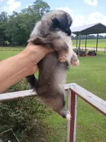 U name me, a female Peekapoo for sale in Dothan, AL – 3 of 3