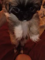 U name me, a female Peekapoo for sale in Dothan, AL – 2 of 3