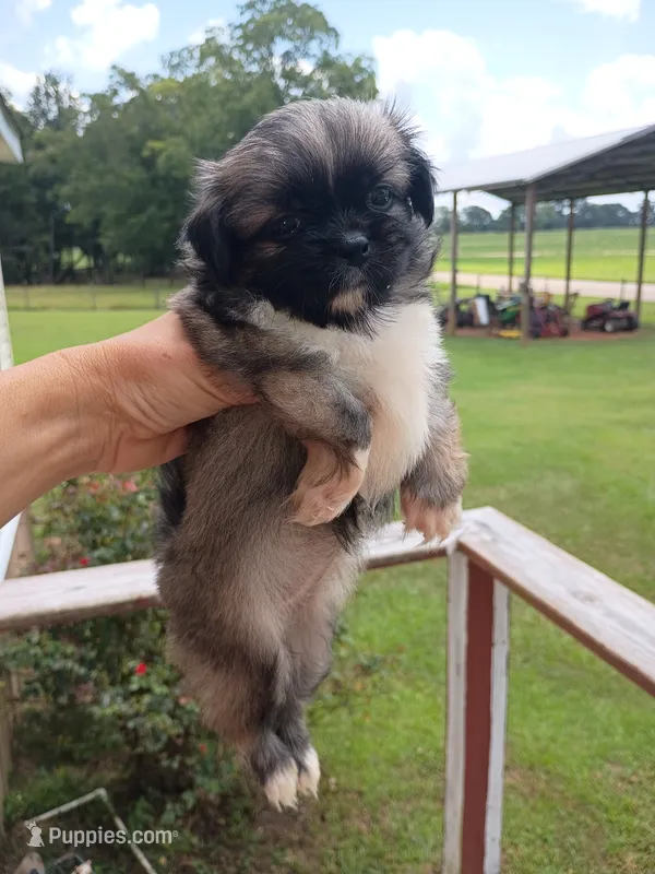 U name me – Peekapoo puppy for sale in Dothan, AL