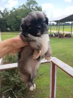 U name me, a female Peekapoo for sale in Dothan, AL – 1 of 3