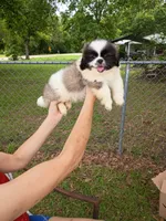No name, a male Pekingese and Poodle - Miniature  for sale in Slocomb, AL – 1 of 2