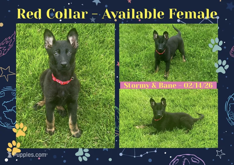 Red Collar, a female German Shepherd Dog for sale in Middleboro, MA – Photo 1 of 3