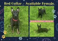 Red Collar, a female German Shepherd Dog for sale in Middleboro, MA – Photo 1 of 3