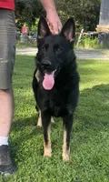 Red Collar, a female German Shepherd Dog for sale in Middleboro, MA – Photo 3 of 3